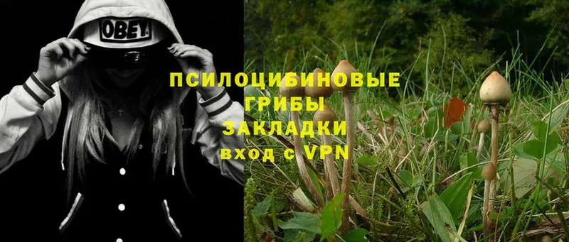 купить   Симферополь  Псилоцибиновые грибы Psilocybe 